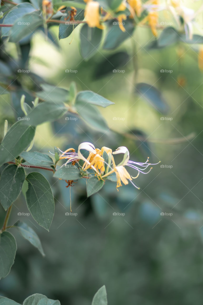 Selective focus to the flower at background of leaves.