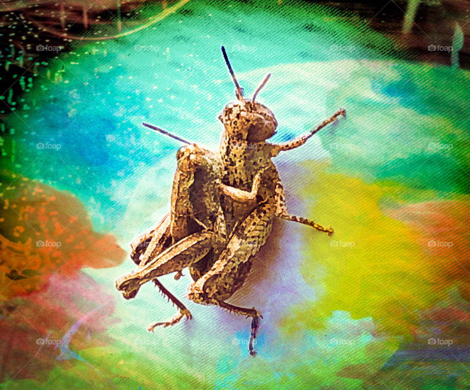 Mating grasshoppers on a colourful background during springtime in Portugal