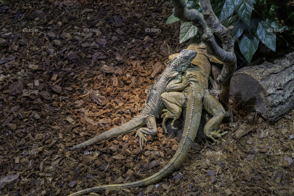 Two iguanas in a terrarium wide view 