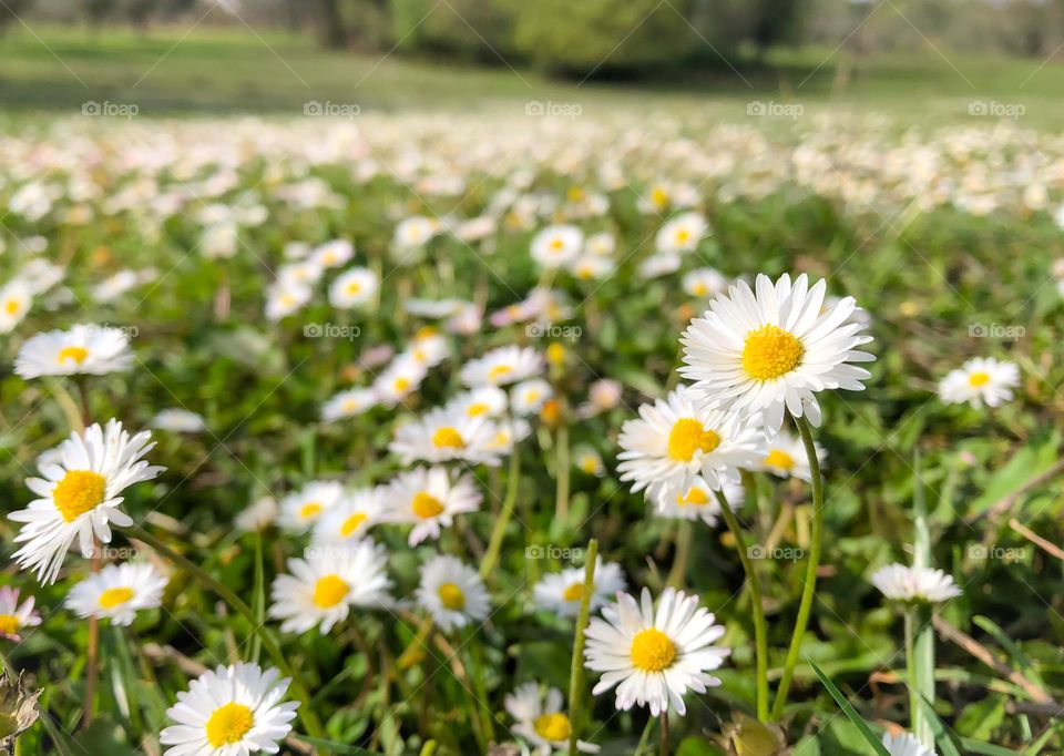 Low angle view of a meadow full of yellow and white flowers growing out from the grass