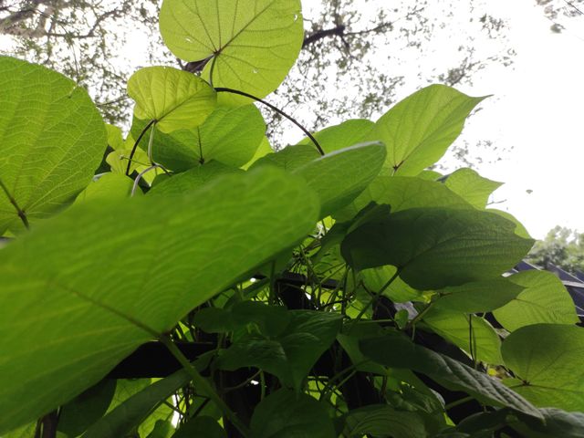 Bright Green