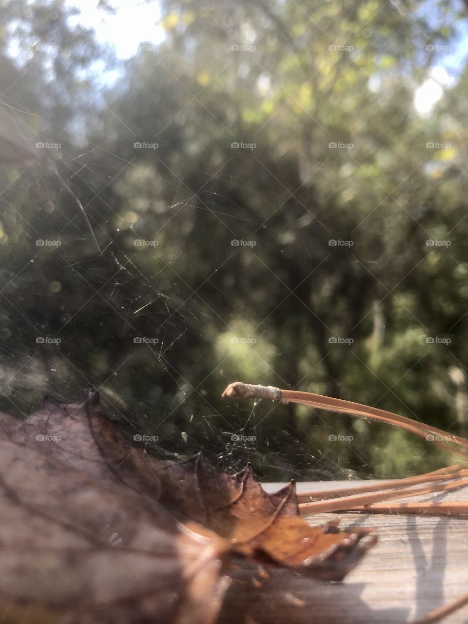 Sun and shadows on leaf and pine needles in spiderweb 