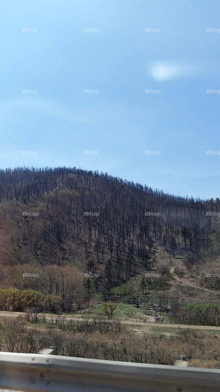 Tree's burned after wildfire.