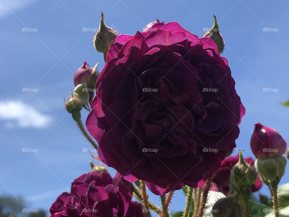 Beautiful purple rose