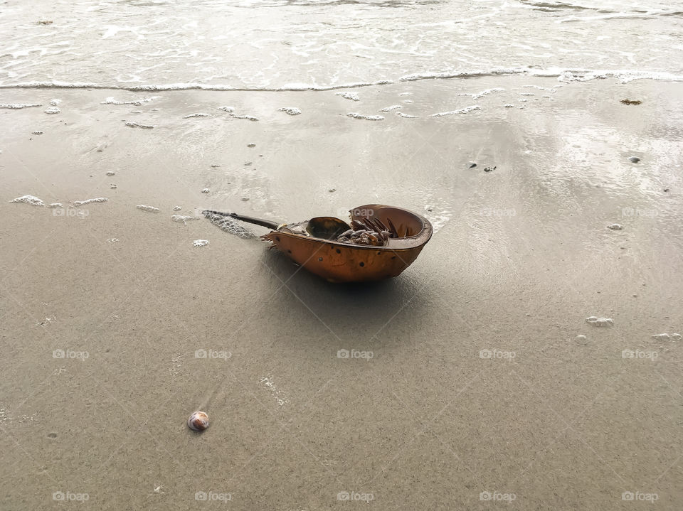 Molting season for the horseshoe crabs in the fall.  There were lots of shells washed up on the beach. 