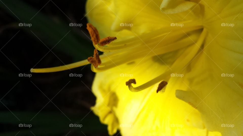 pollen, yellow flower