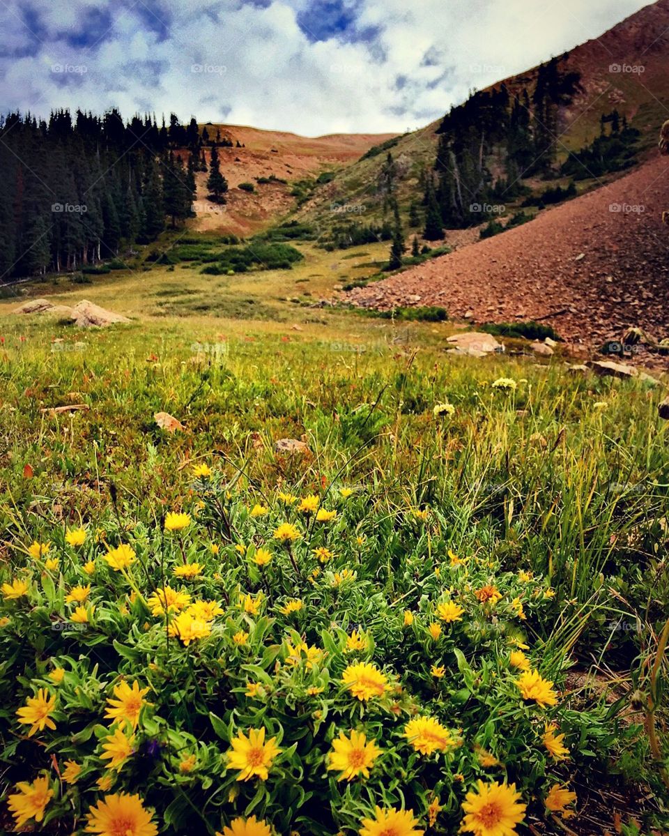 Wildflowers on Herman Gulch trail 