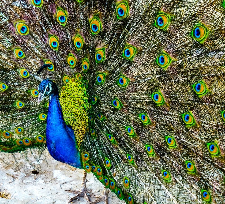 peacock
