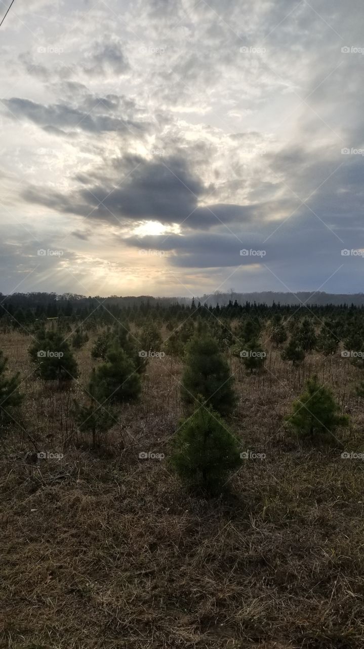Christmas Tree Farm