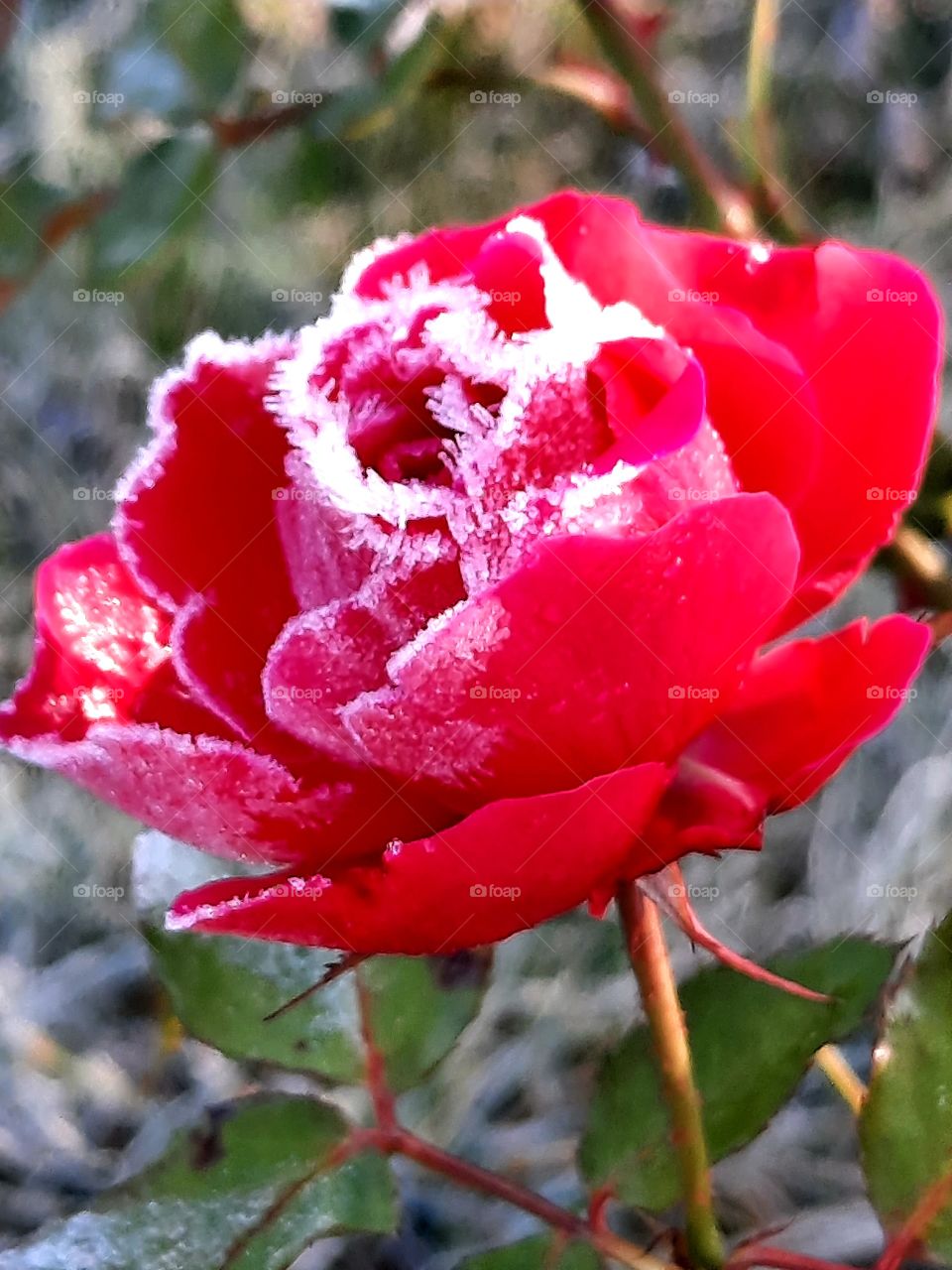 pop of color - red rose with frost on petals
