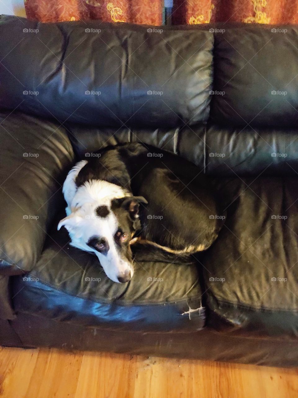 sleepy dog on couch, resting, daydreaming, relax,