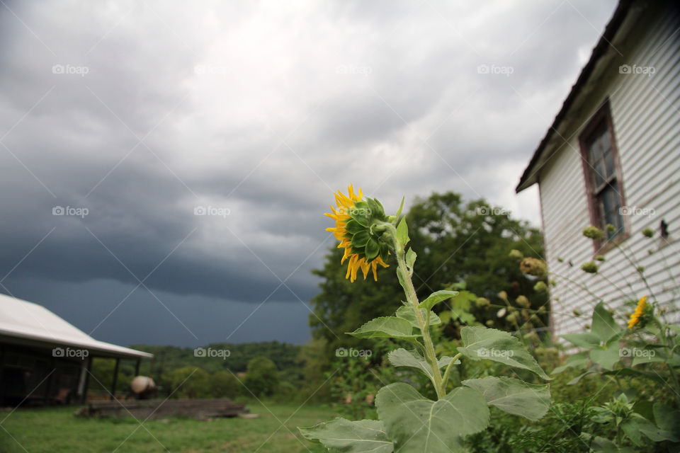 flower clouds storm sunflower by hollyau92
