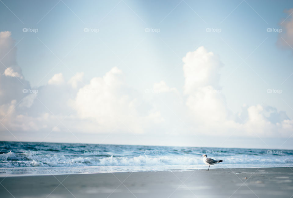 Morning seagull