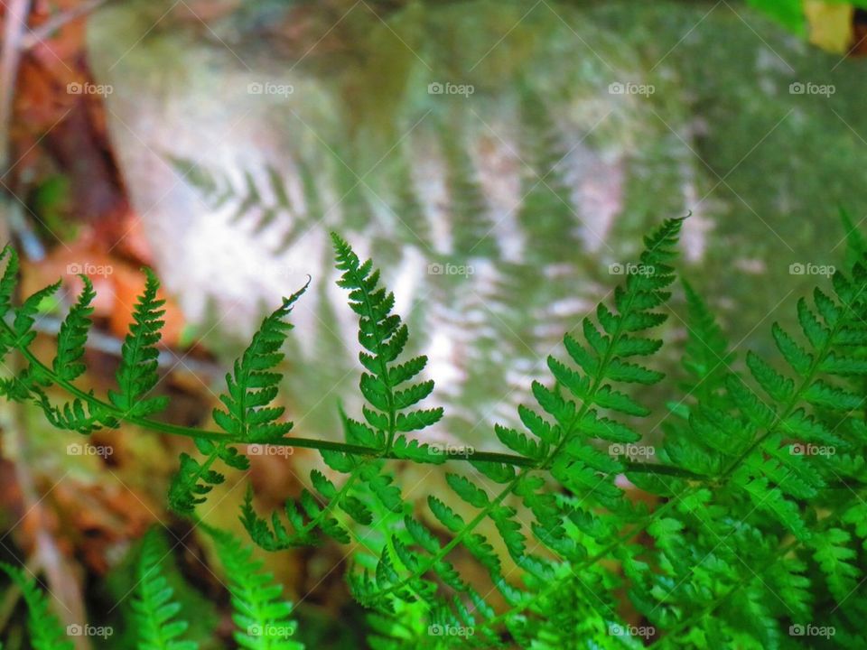 Fern on Stone