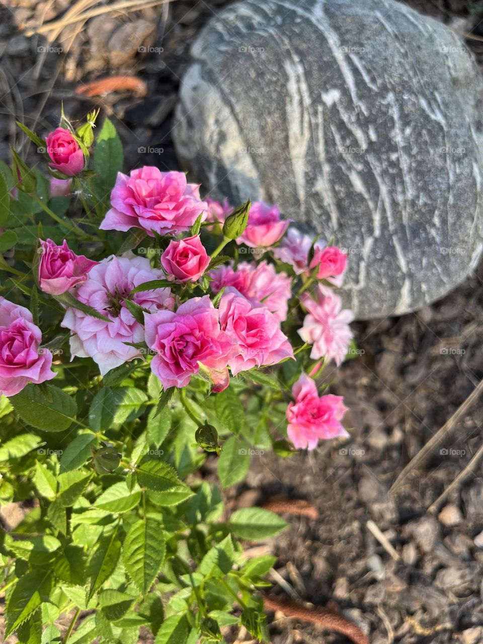 I find the most beautiful things just in my property. #1. Baby pink roses