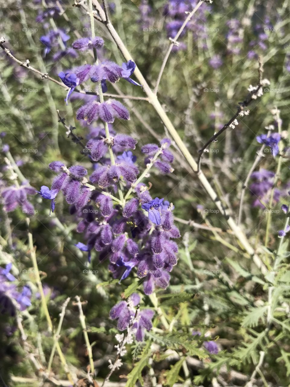 Closeup of lavender 
