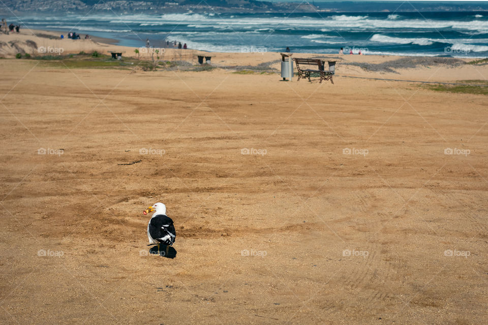 Picture of a seagull recollecting some food in this case it’s an apple 
