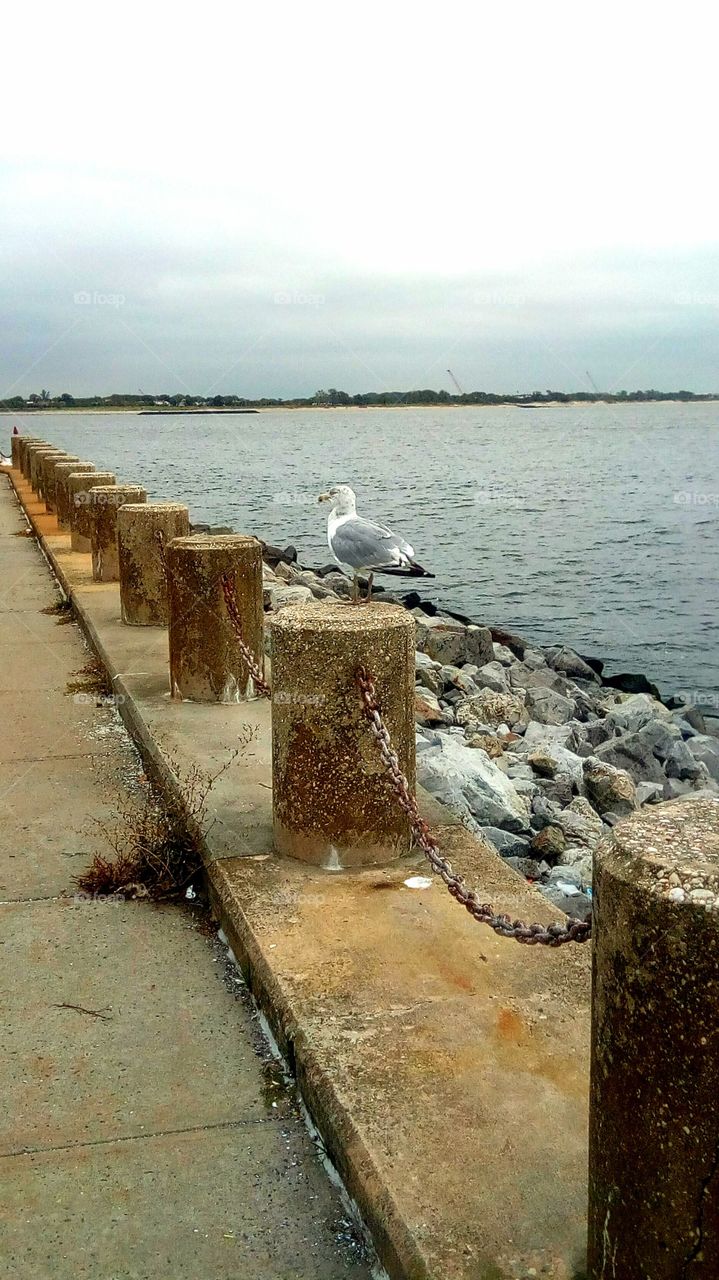 Perched seagull