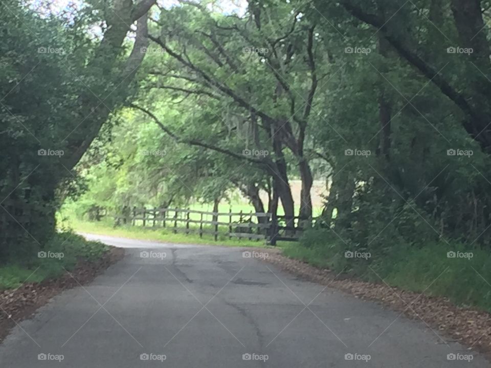 Country road through the woods by a fenced in pasture in the summer