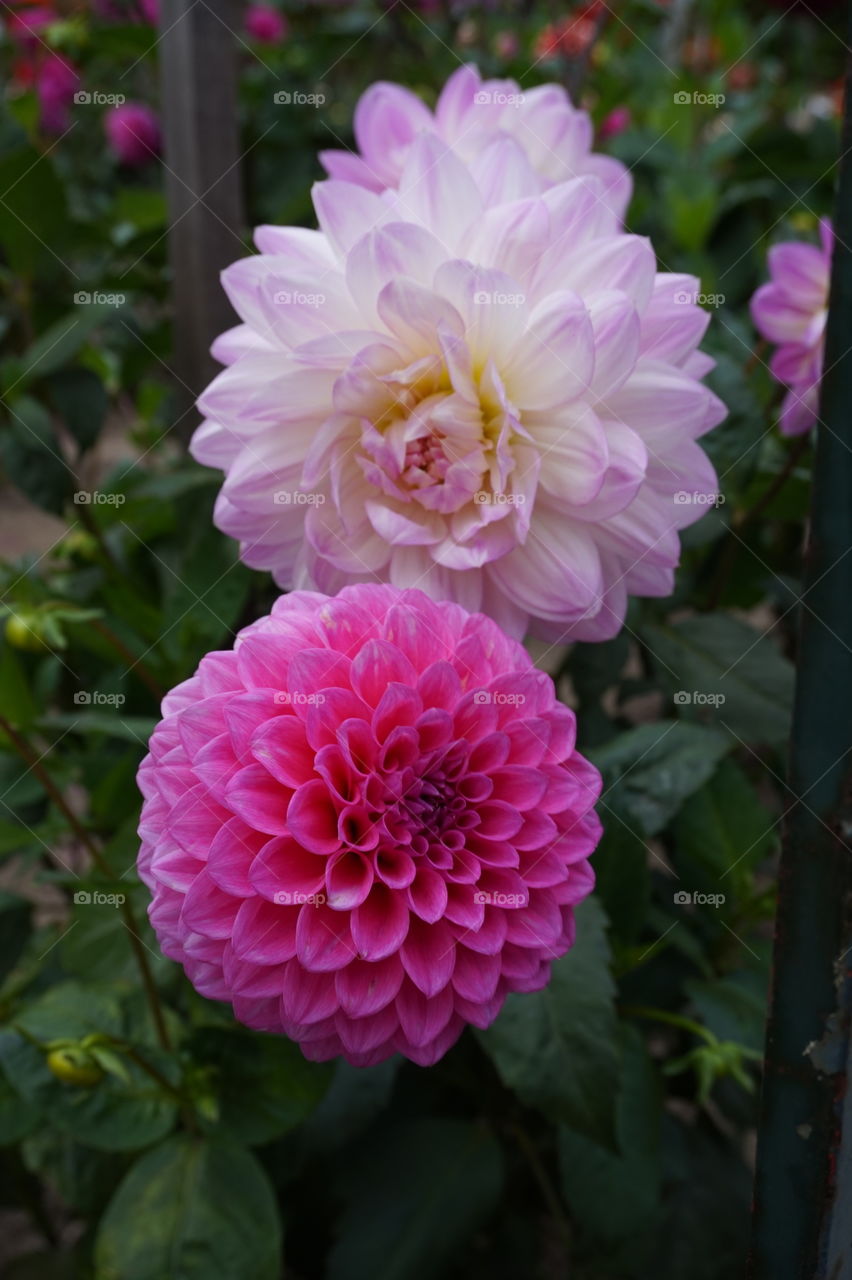 double shades of pink in flowers