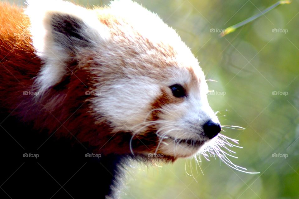 Red Panda in Captivity