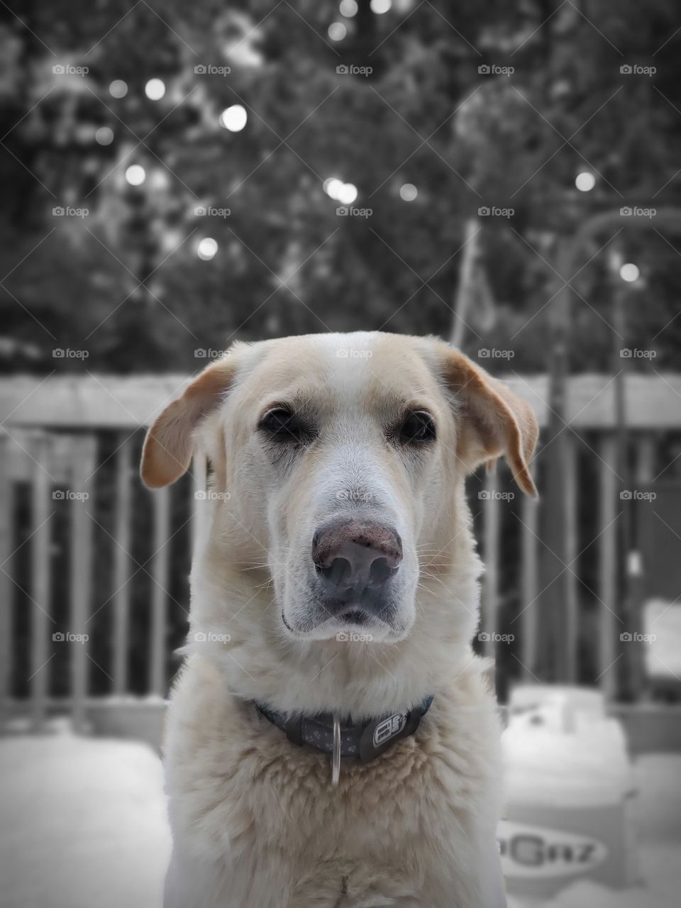 Golden Labrador Greyhound looking through a window