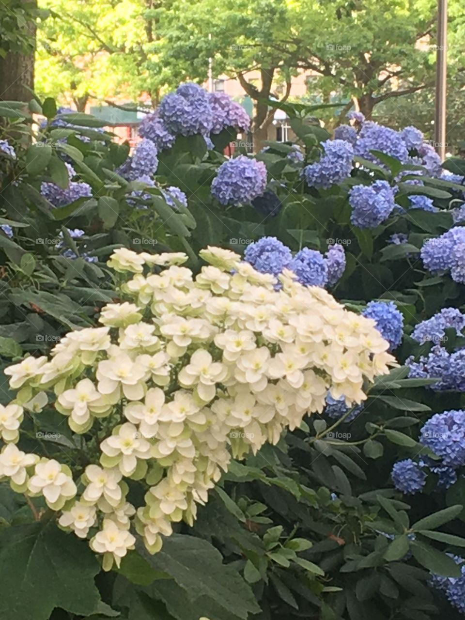 Lilac hydrangeas and white flowers in NYC 