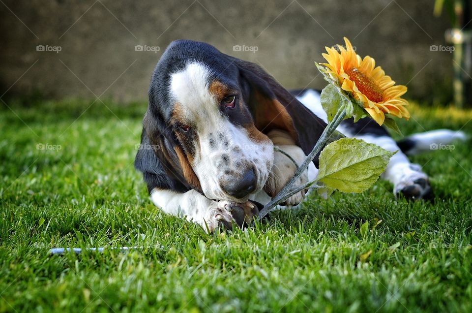 Basset hound with flower