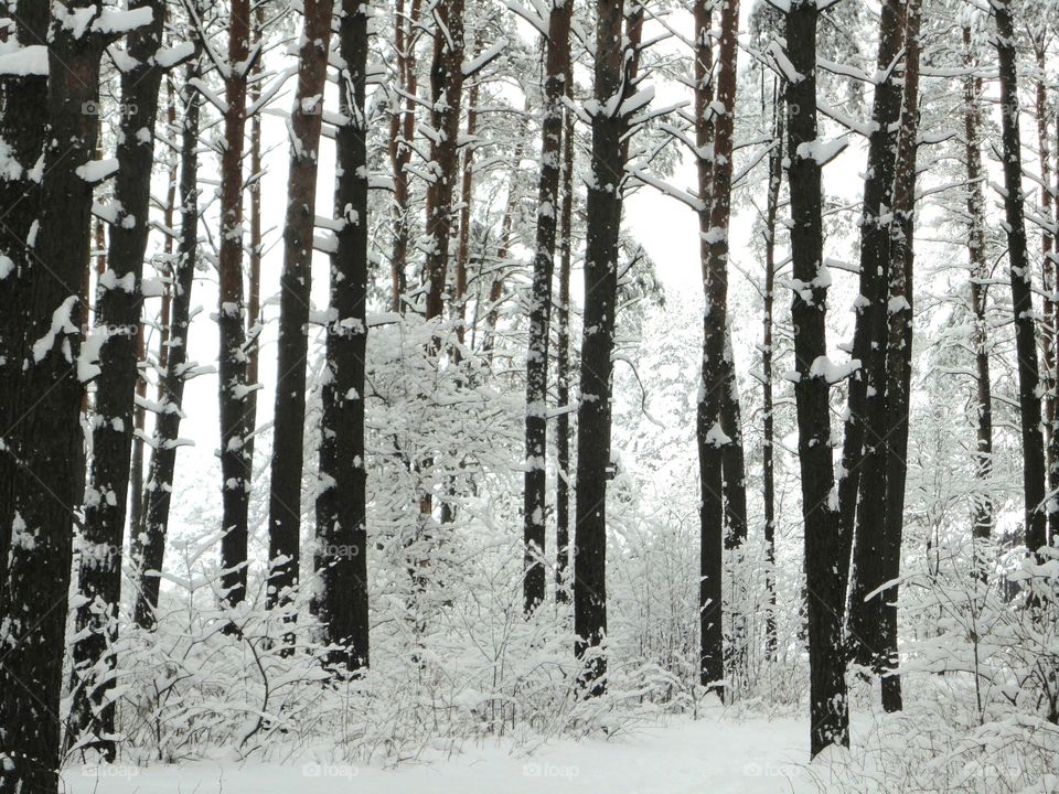 Wood, Snow, Winter, Tree, Frost