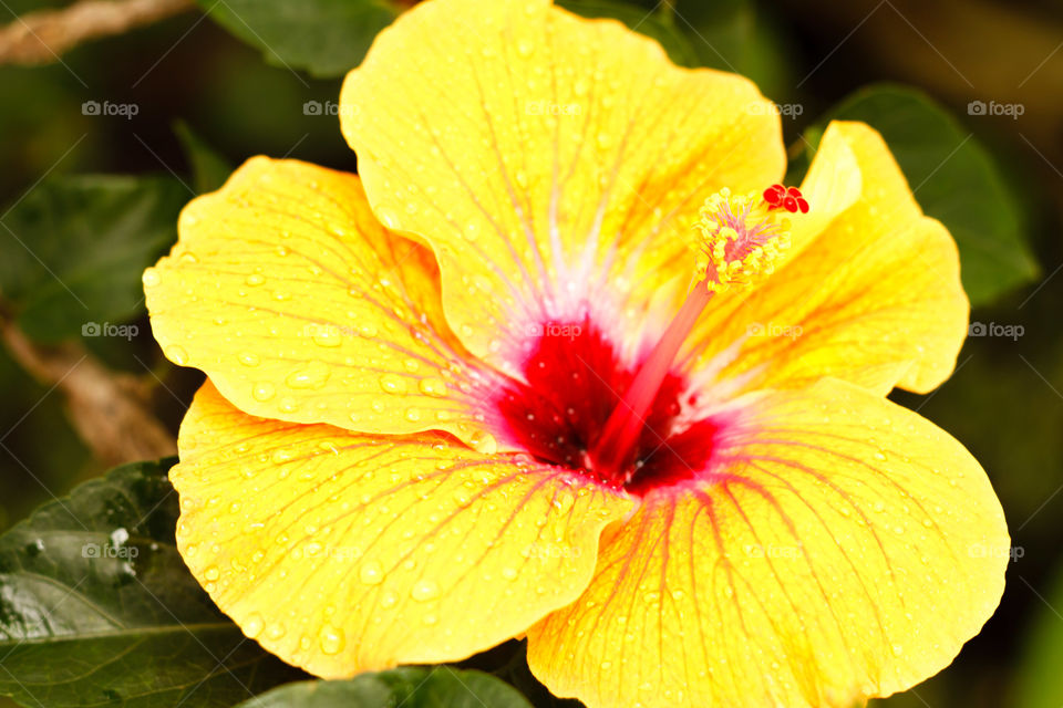 Yellow Hibiscus 