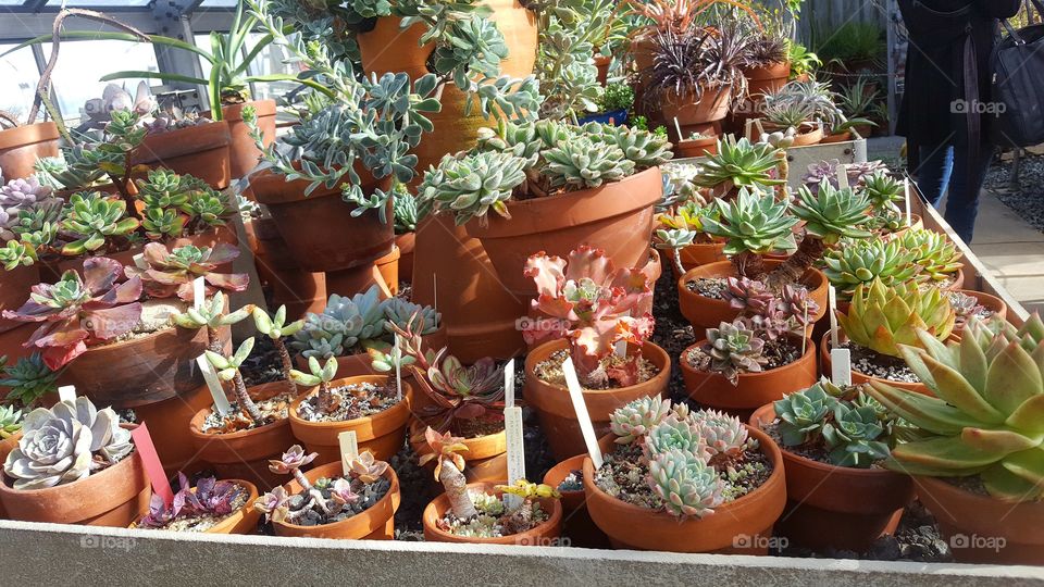 plants in pots succulents cacti