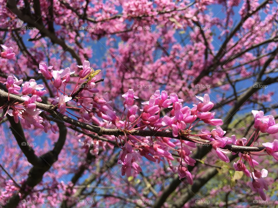 Redbud tree