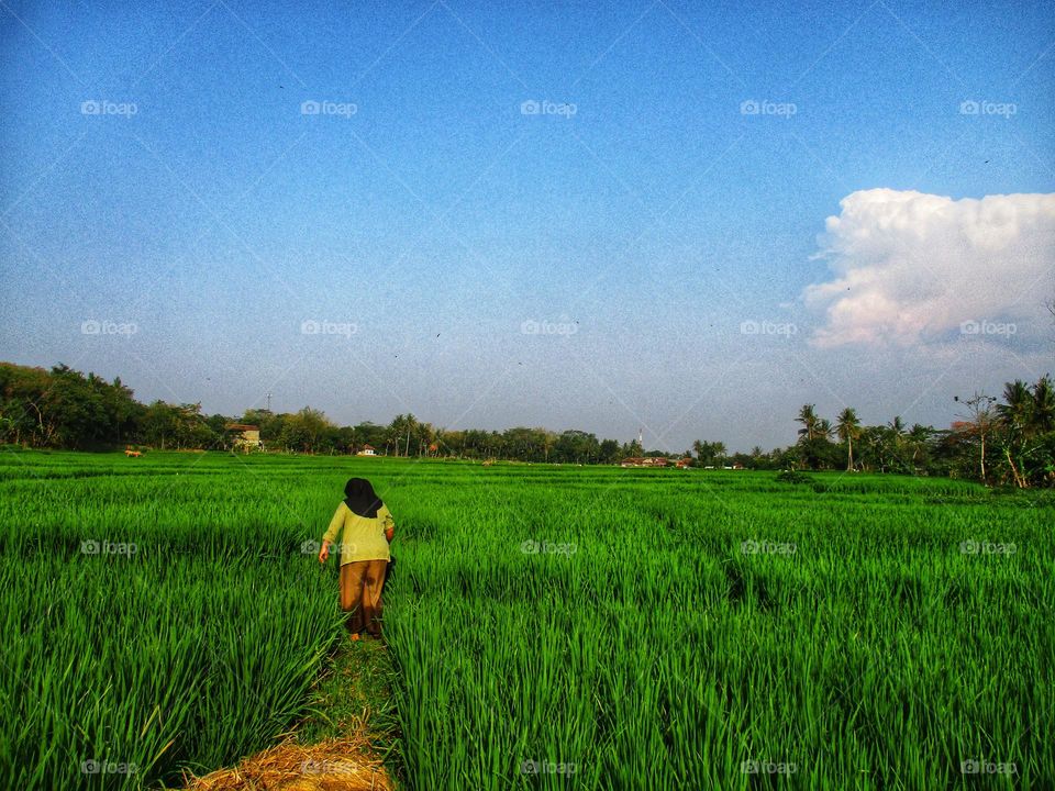 A girl who was crossing the rice fields in the afternoon
