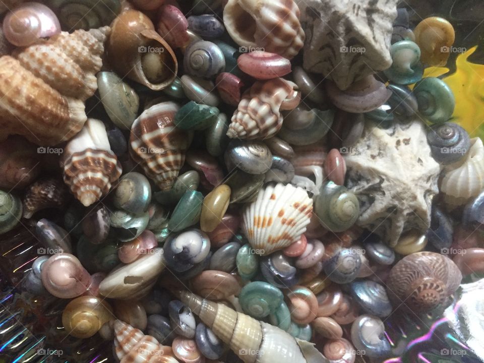 Shells