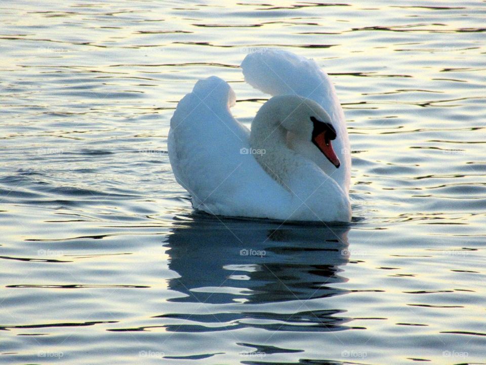 Swan 🦢