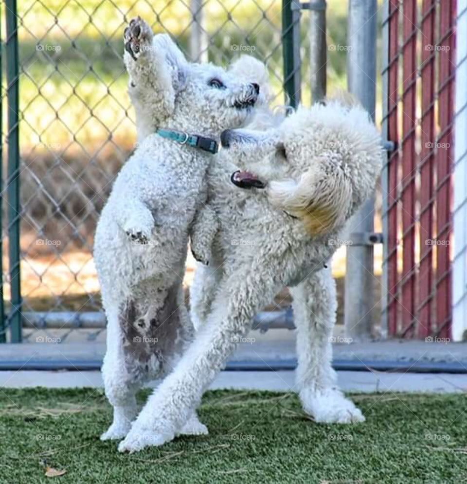Even numbers: mom poodle is playing with baby poodle 🐩