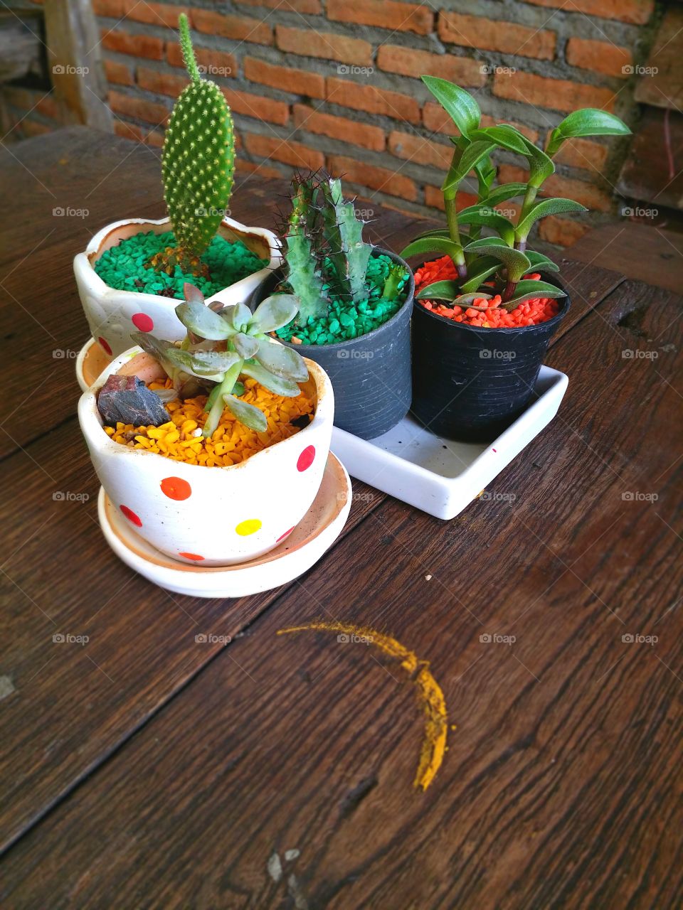 Small cactus and plants  in the pots on the table.