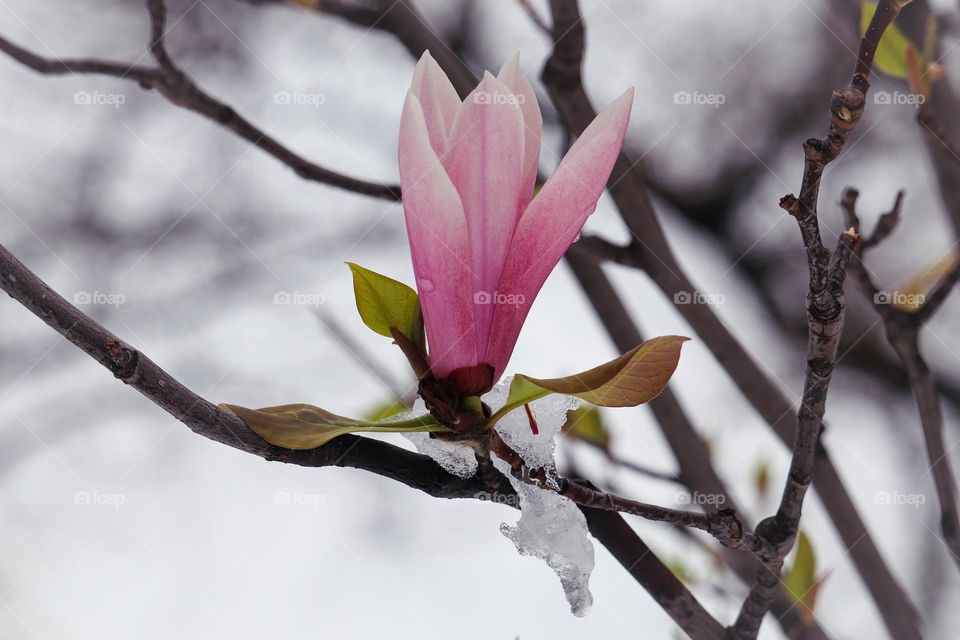 Magnolia tree flower