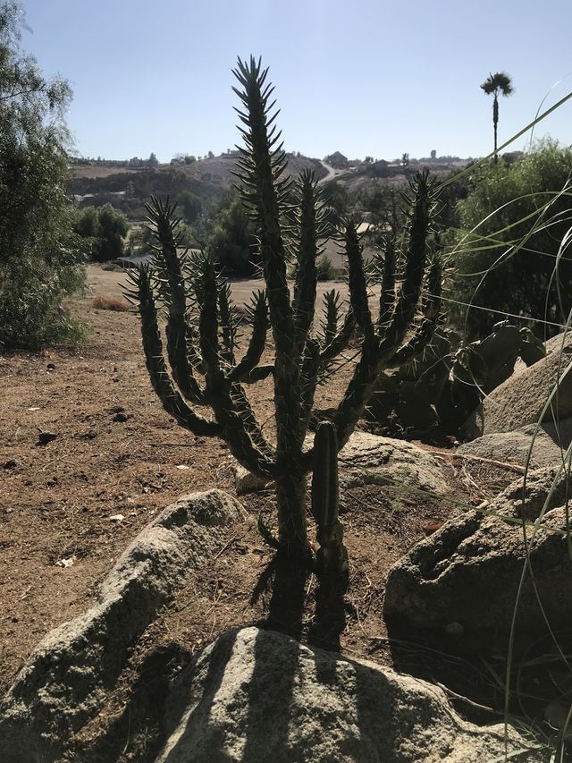 Cactus 