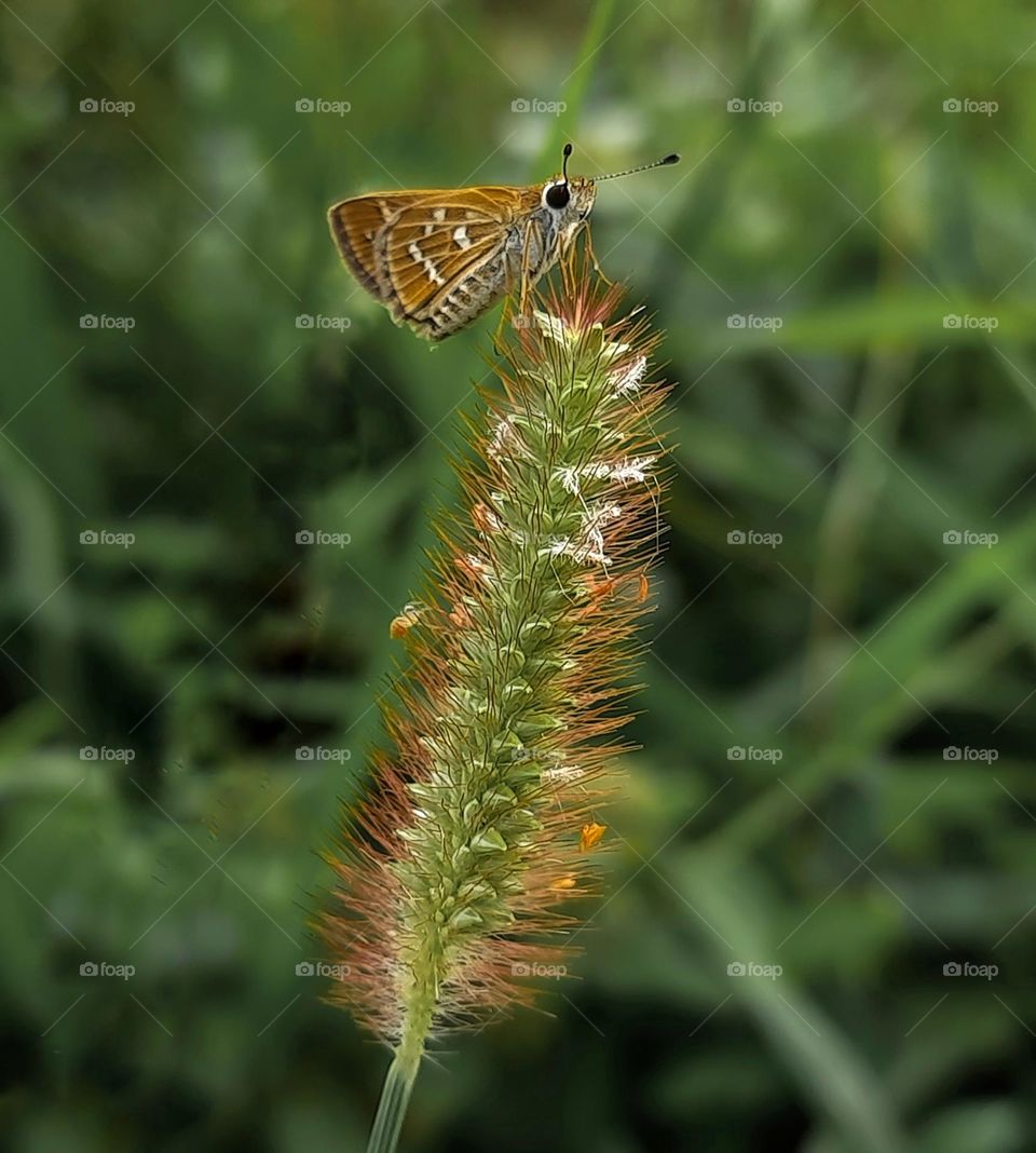 a tiny butterfly relaxing on a wild flower