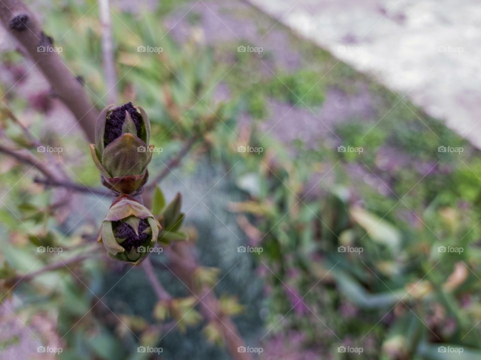 Lilac buds are blooming.