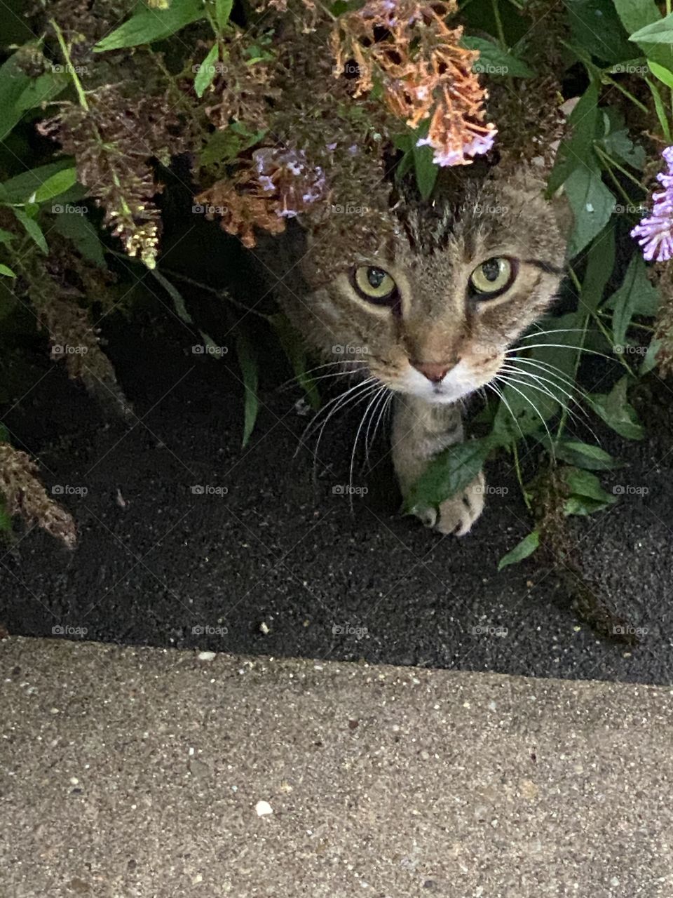 Say hello to my buddy 