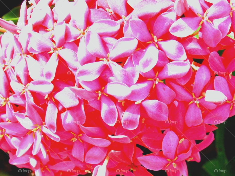 Pink/Red flowers (saturated)