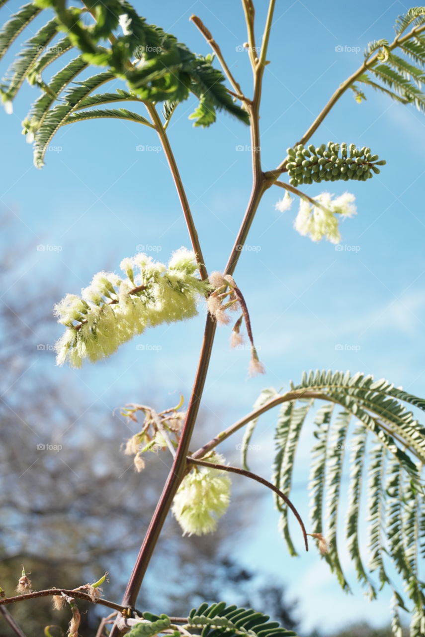 Mimosa Tree
Springs 
California