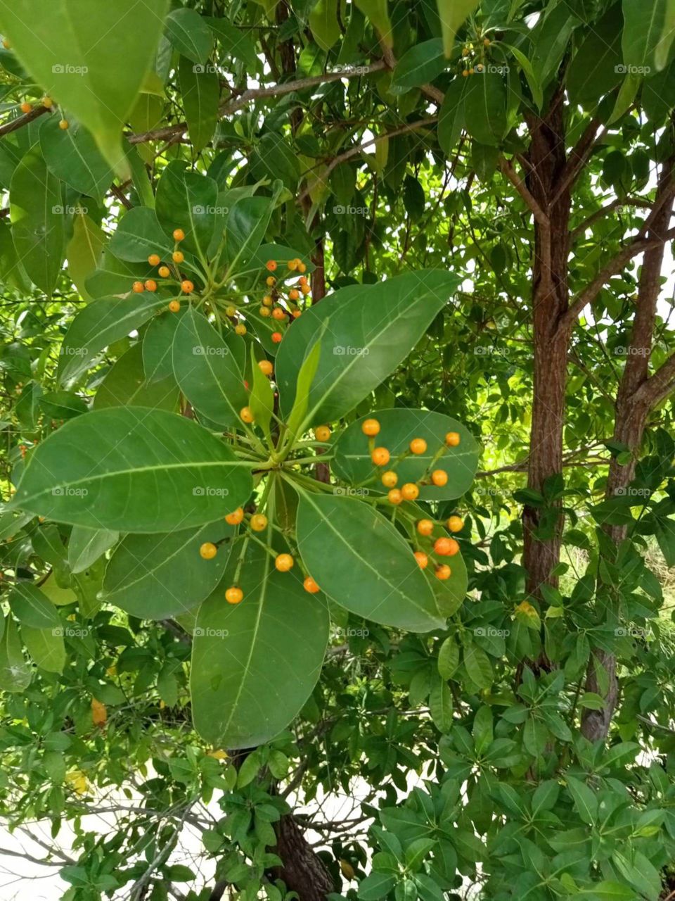 The stories of the nature, my garden ( Countryside)