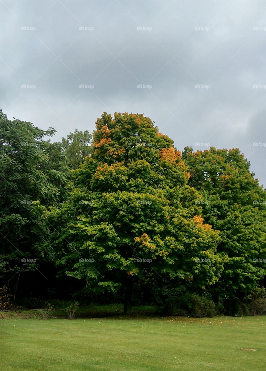 No Person, Tree, Leaf, Nature, Outdoors