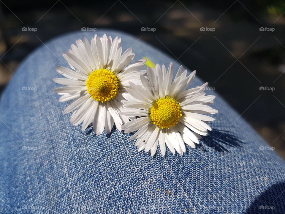 beautiful  summer flowers