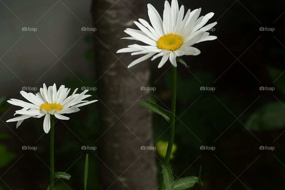 Daisies in bloom 