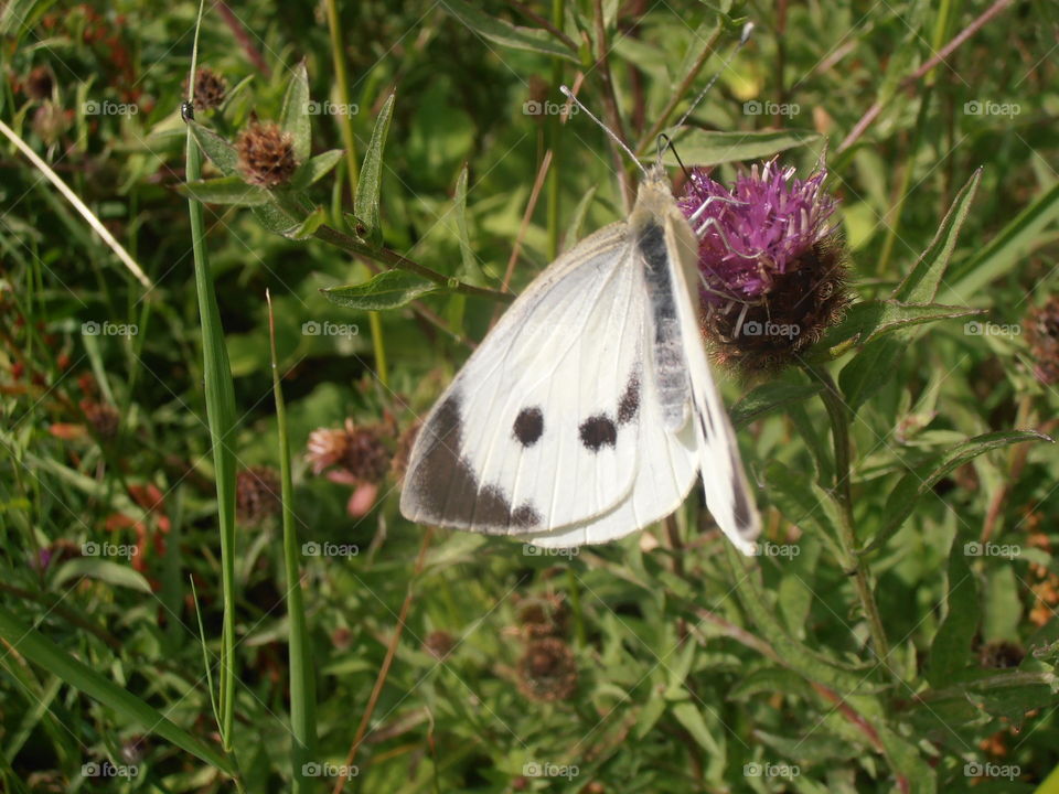 A Black And White Butterfly On Clover