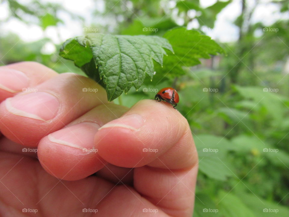 ladybug runs away on my hand